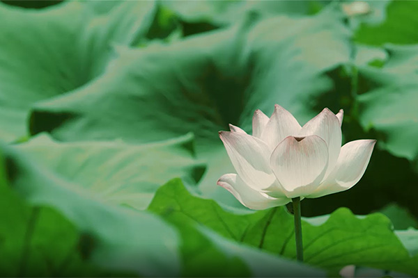 徽黃(huáng)集團旅遊宣傳片